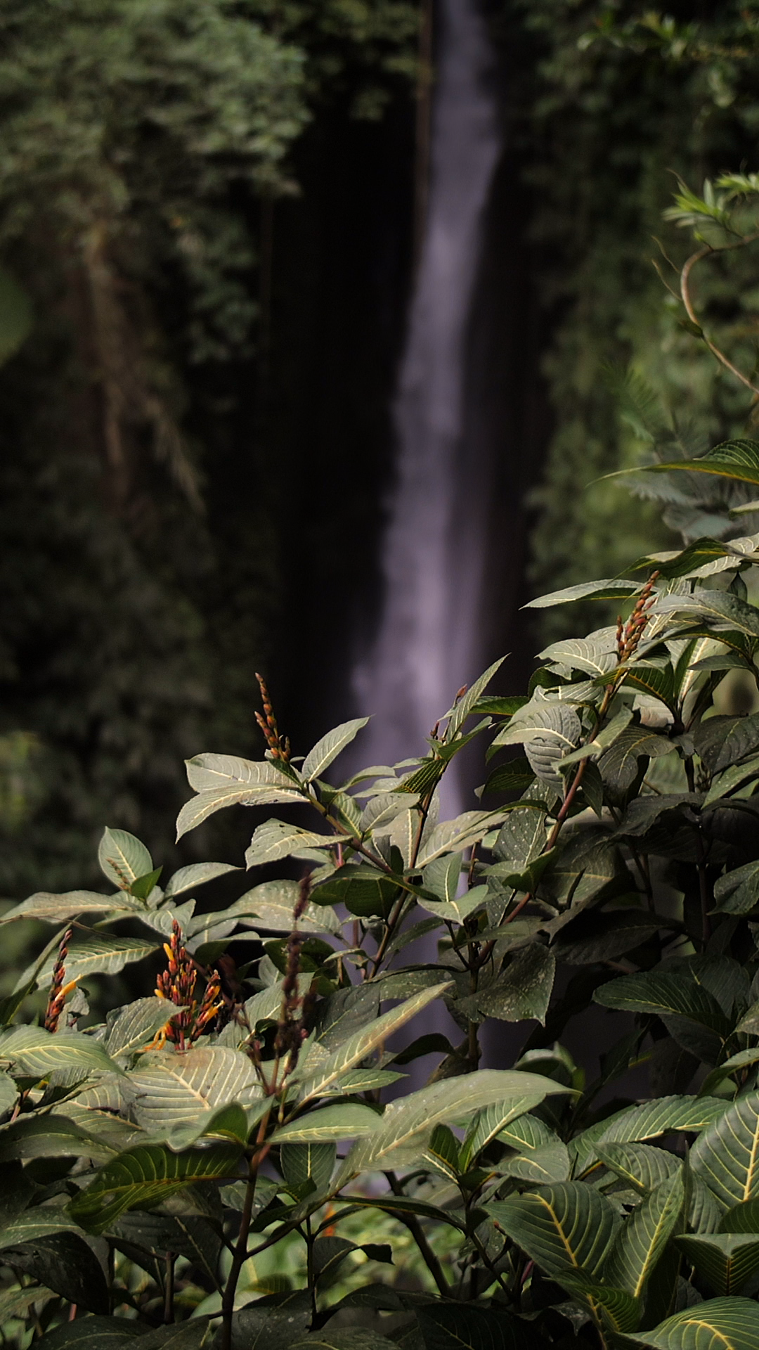 Tropical Waterfall Behind Lush Green Foliage Stock Footage SBV ...
