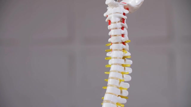 SPINAL CORD TO NERVOUS SYSTEM Stock Footage: Royalty-Free Video Clips ...