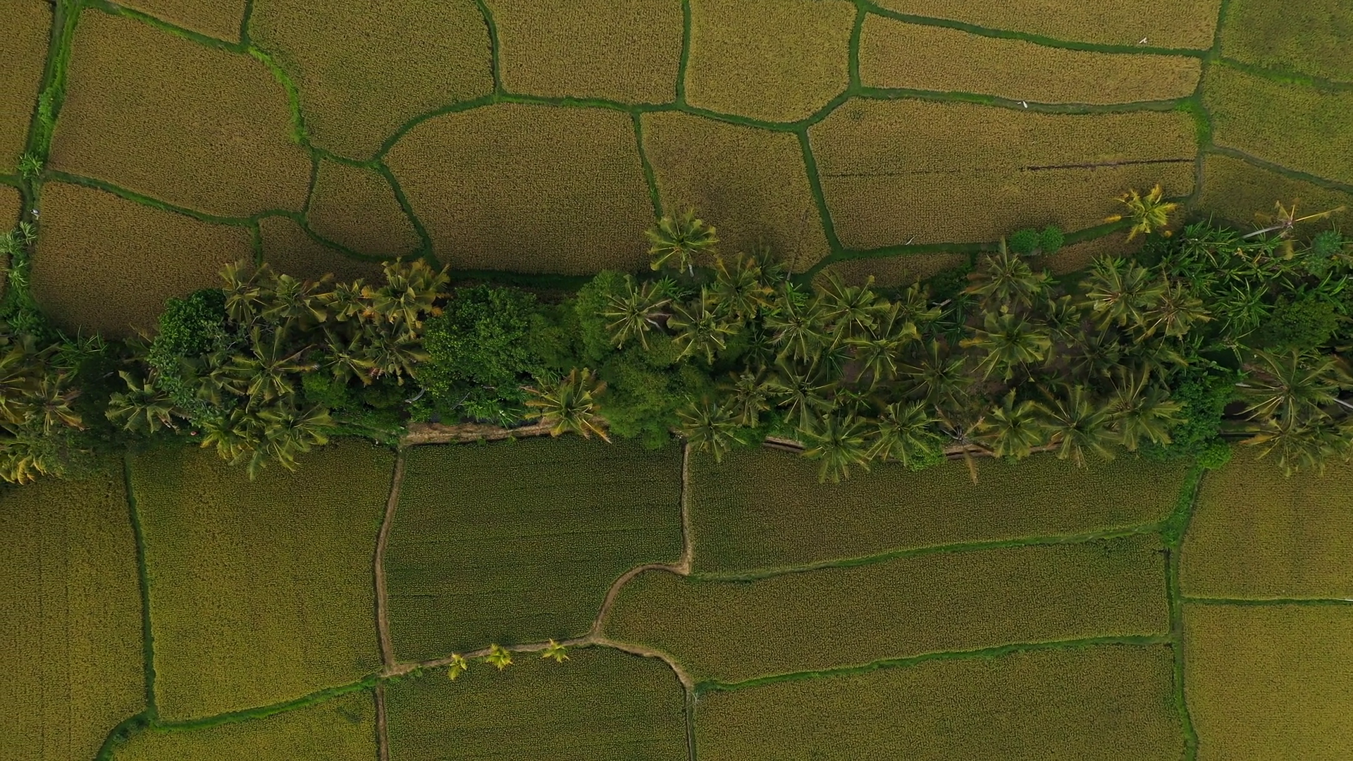 Aerial View Of Rice Fields Palm Trees In Stock Footage SBV-352951905 ...