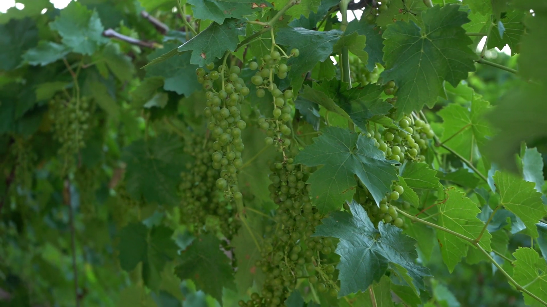 Grapevine In Vineyard Footage Stock Footage SBV-347316826 - Storyblocks