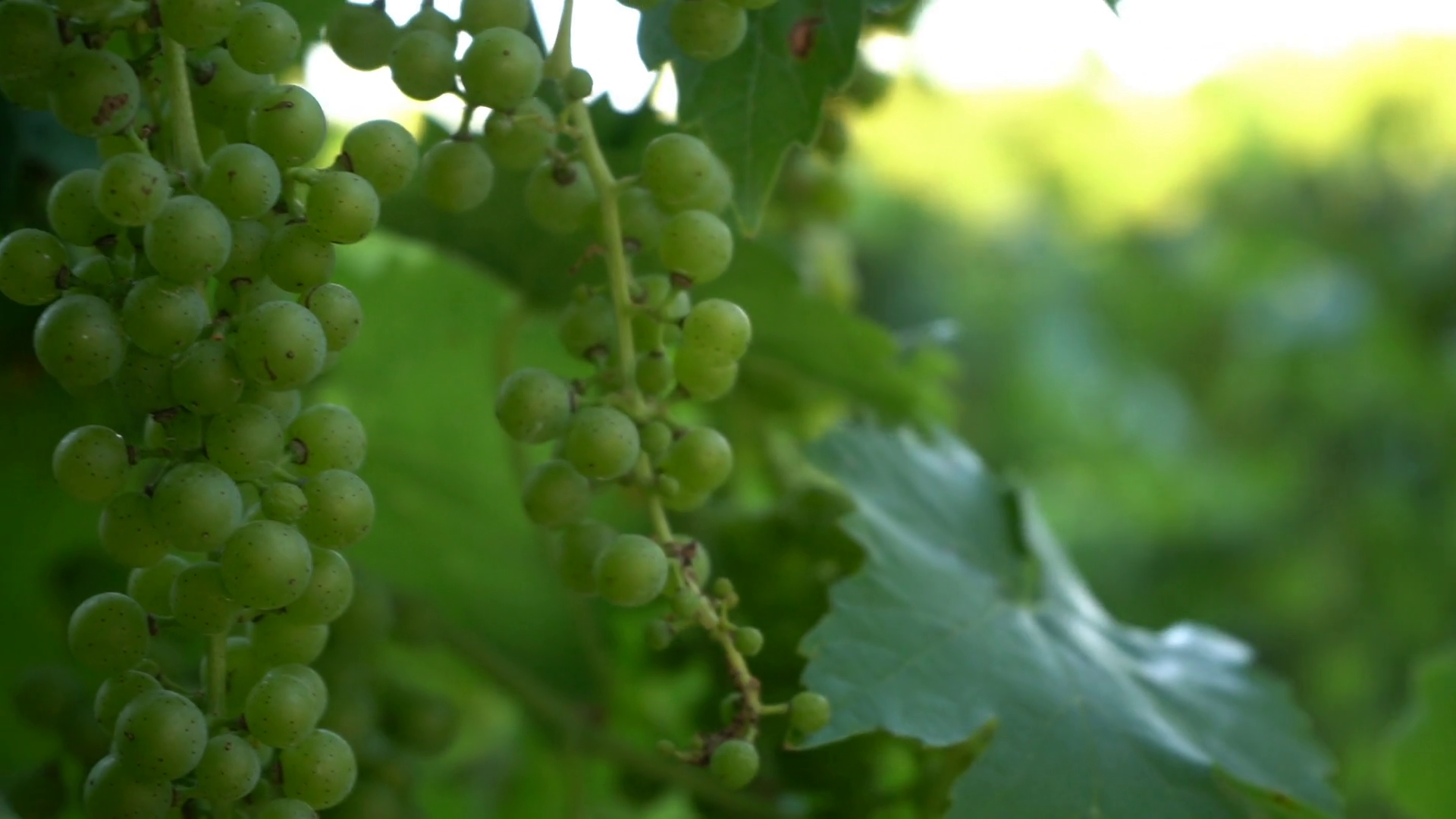 Grapevine In Vineyard Stock Footage SBV-347316835 - Storyblocks