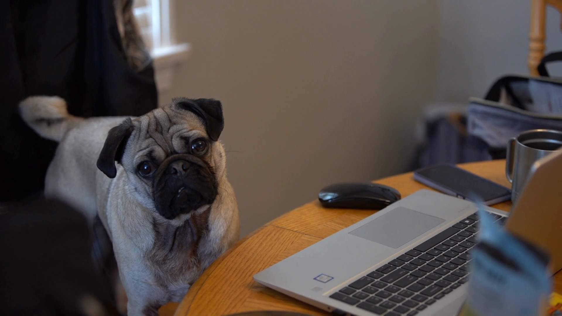 Pug Working At Table With Laptop Computer Stock Footage SBV-347345839 ...