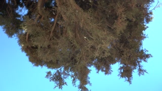 Tree close up on Mount Of Olives Jerusalem Israel