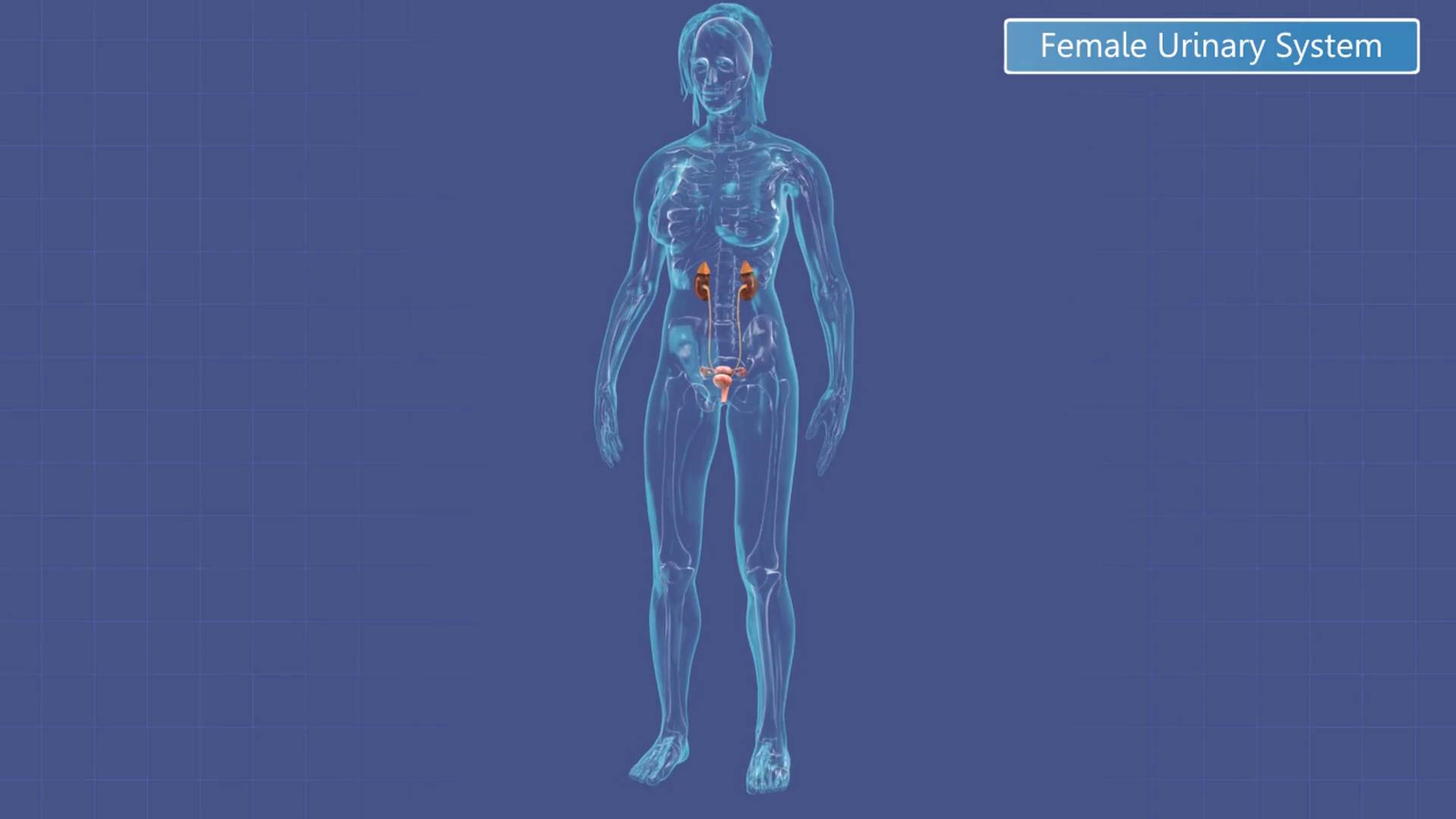 Animation Of Female Urinary System Stock Motion Graphics SBV311195275