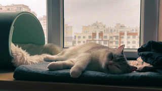 Bright Feline Lounge. White Cat Basking Peacefully in Sunshine While Relaxing On Windowsill