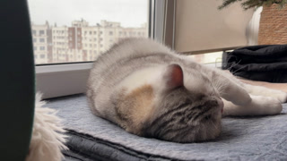 Feline Rests Peacefully Near Window With Glowing Cityscape in the Background