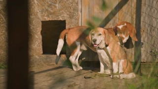 Two dogs behind net, one sitting calmly while other stands, looking through wooden door, dogs appear relaxed in outdoor setting, with chain