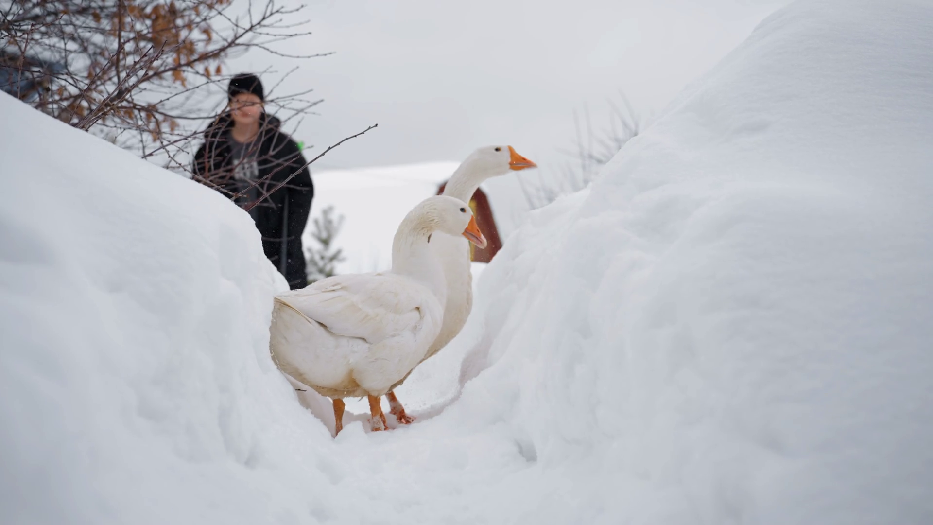 White Geese Walking Through Deep Snow Stock Footage SBV-352146969 ...