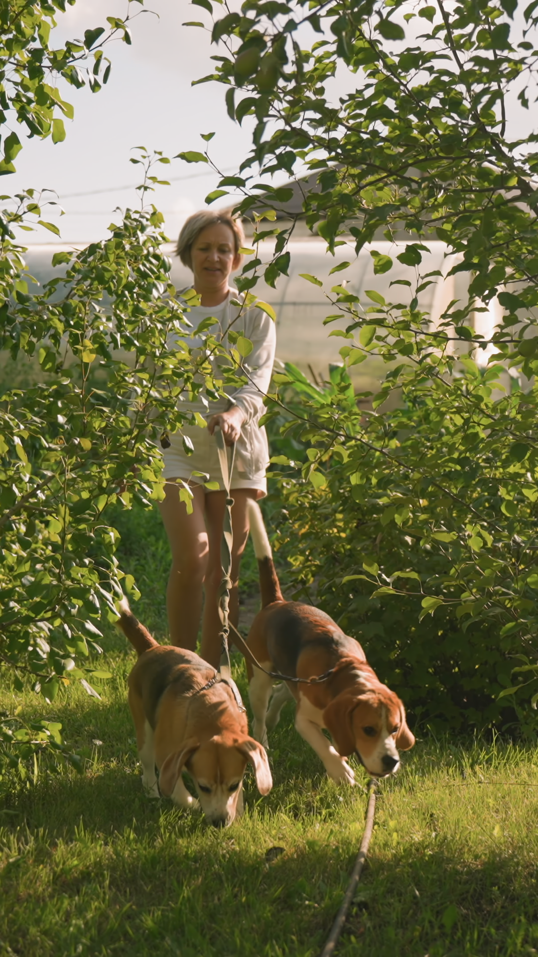 Dog Owner Carefully Holding Two Dogs On Stock Footage SBV-353069811 ...