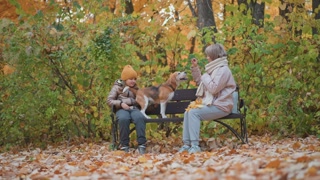 Smiling woman playfully teases cheerful beagle while sitting on park bench with young girl during vibrant autumn day, surrounded by golden