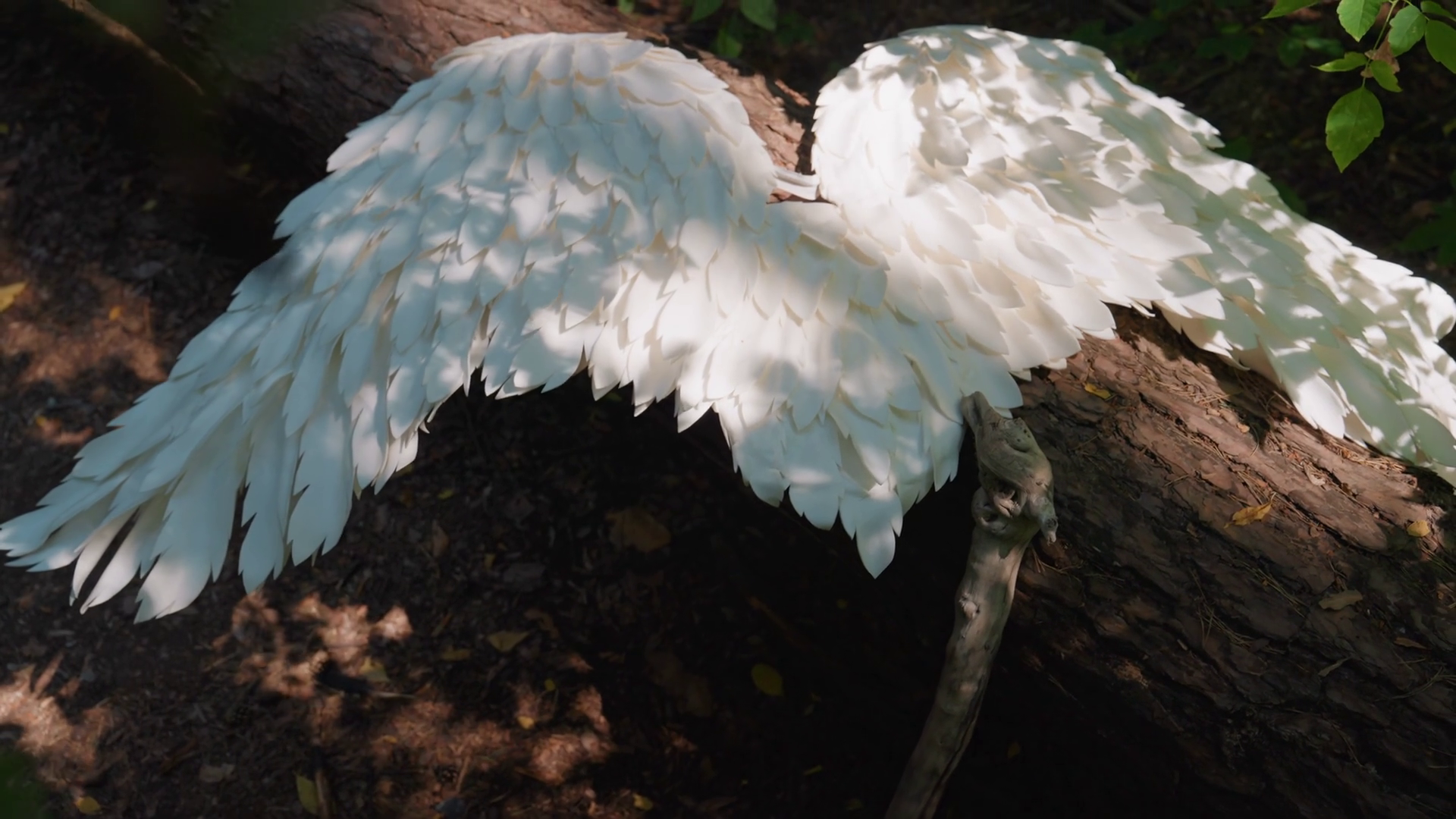 Top View Of Angel Wings Resting On Fallen Stock Footage SBV-353190841 ...