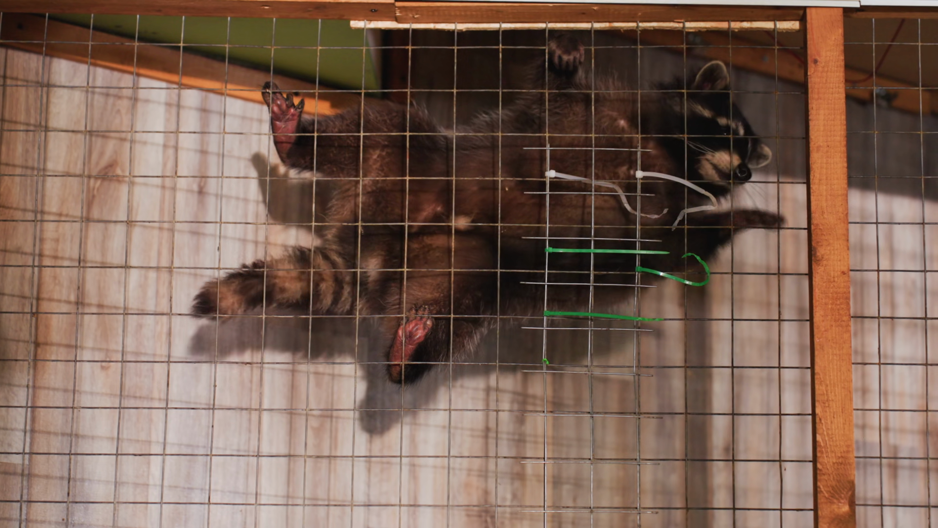 Raccoon Clinging To Wire Cage Roof Stock Footage SBV-353755012 ...