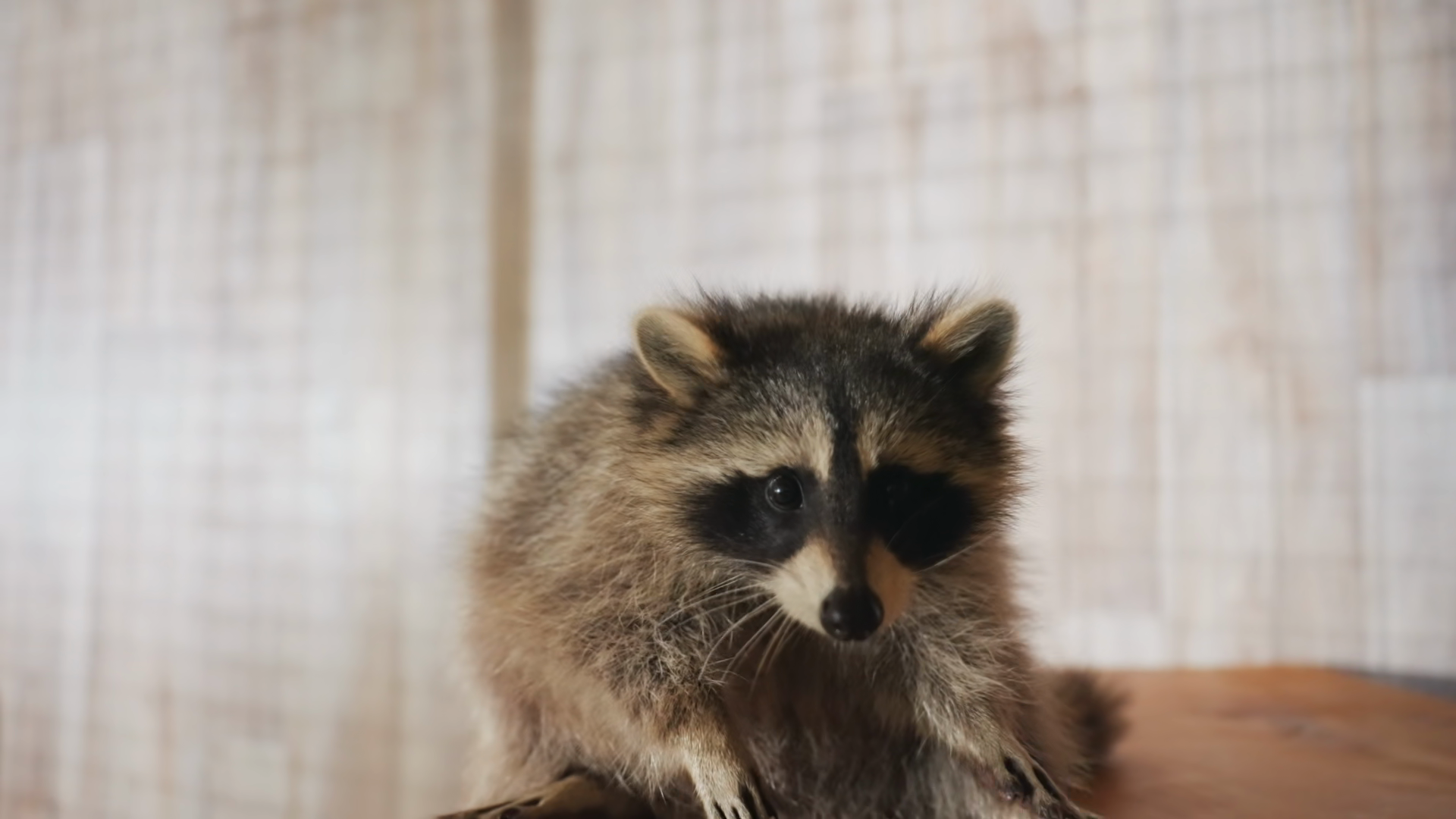 Small Raccoon Exploring Wooden Ledge Slow Stock Footage SBV-353755391 ...