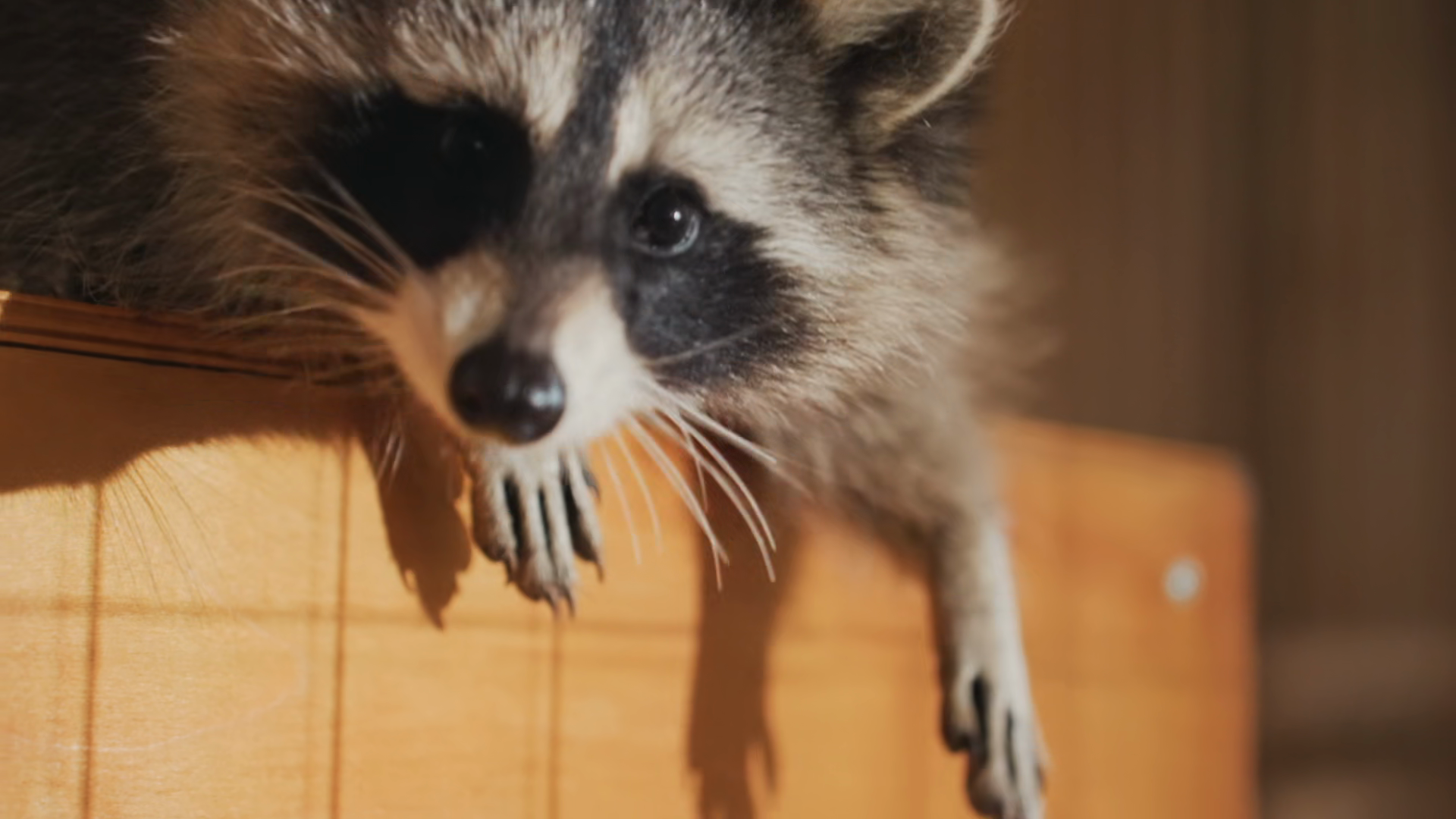 Detailed Image Of Curious Raccoon Carefully Stock Footage SBV-353755425 ...