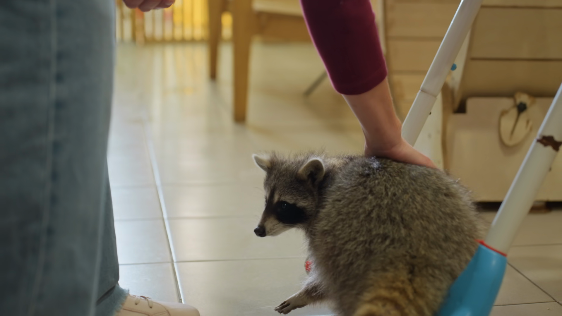 White Woman Petting Tame Raccoon On Tiled Stock Footage SBV-353755672 ...