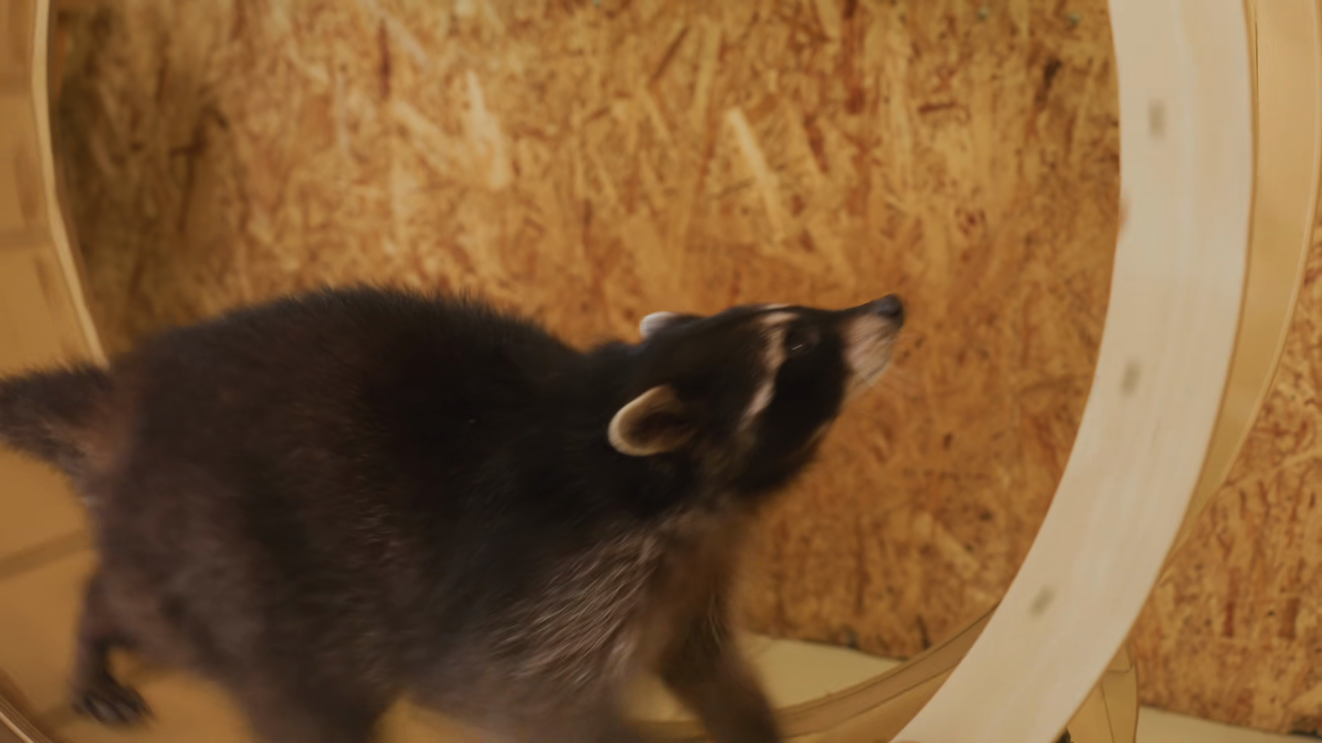 Raccoon Running On Wooden Wheel Inside Stock Footage SBV-353762111 ...