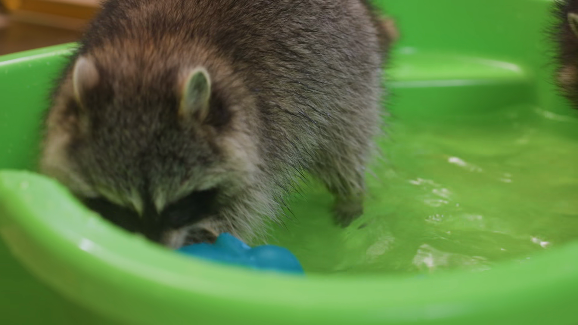 Raccoon In Green Basin Playing With Blue Toy Stock Footage SBV ...