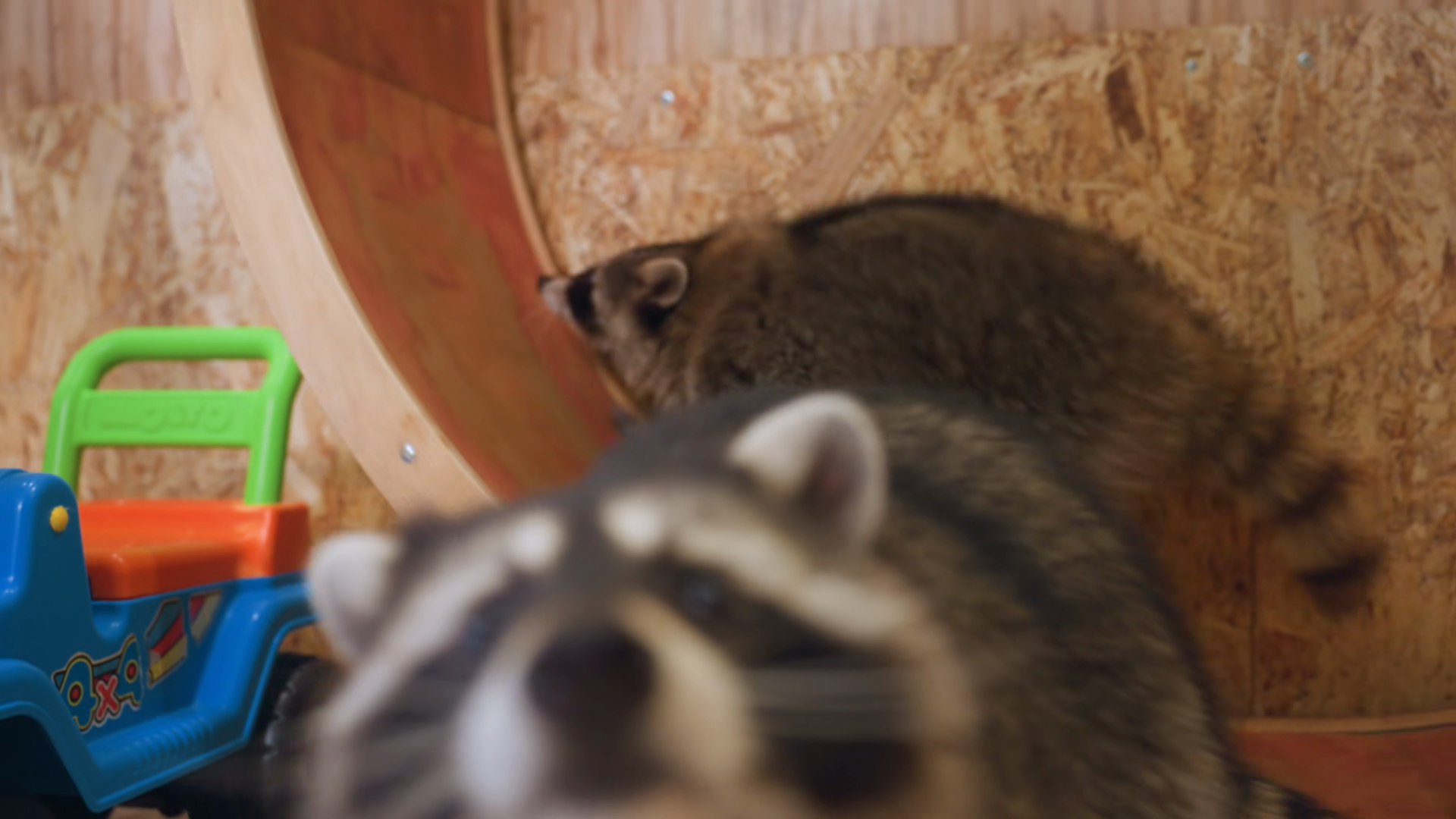 Raccoon Running On Wooden Wheel Toy Stock Footage SBV-353763484 ...