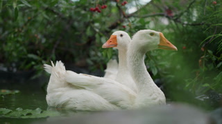 Two waterfowl exhibit tender mating rituals. Pair of birds participate in gentle aquatic nurturing behaviors. Couple of geese perform