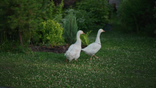 White geese amble through grass. Peaceful depiction of geese strolling across lush garden. Calm pastoral picture showing two geese wandering