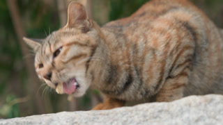 Feline munching outdoors. Playful tabby with grass and seed. Closeup of lively feline exploring nature environment. Detailed image capturing