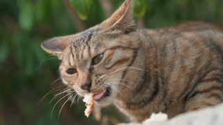 Cat enjoying snack with attentiveness. Peaceful cat nibbling on leftovers under warm evening light. Serene feline delicately feasting on