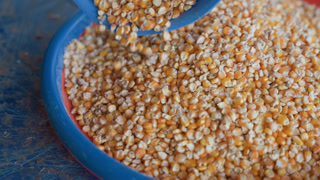 Preparing yellow corn grains for cooking. Household scene with maize and scoop in rustic setting. Close view of maize kernels being poured