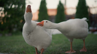 Closeup geese in home garden grass, two domestic birds nuzzle and peck near camera in soft afternoon light, detailed feathers and lively