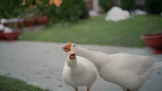 Two white geese in home garden, strolling and stretching necks beside potted plants. Soft evening light, trimmed lawn and terrace setting