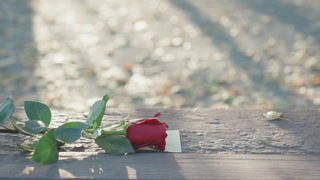 Single note beneath red rose on wooden seat. Quiet scene of farewell with scattered leaves and soft sunlight. Lonely note hidden under red