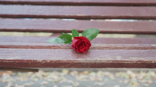Single red rose on wet bench slat in autumn park, closeup detail of damp wood and dewy petals, empty background with fallen leaves, quiet