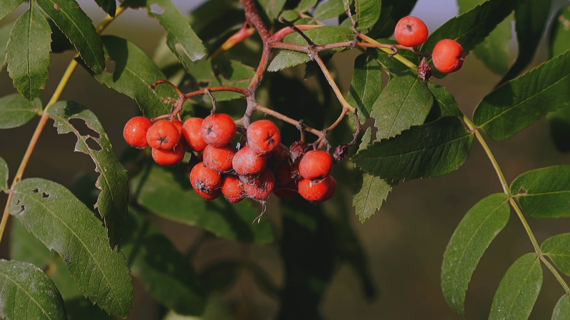 Cu Shot Slow Motion: Sorb Tree Branch With Stock Footage SBV-347318810 ...