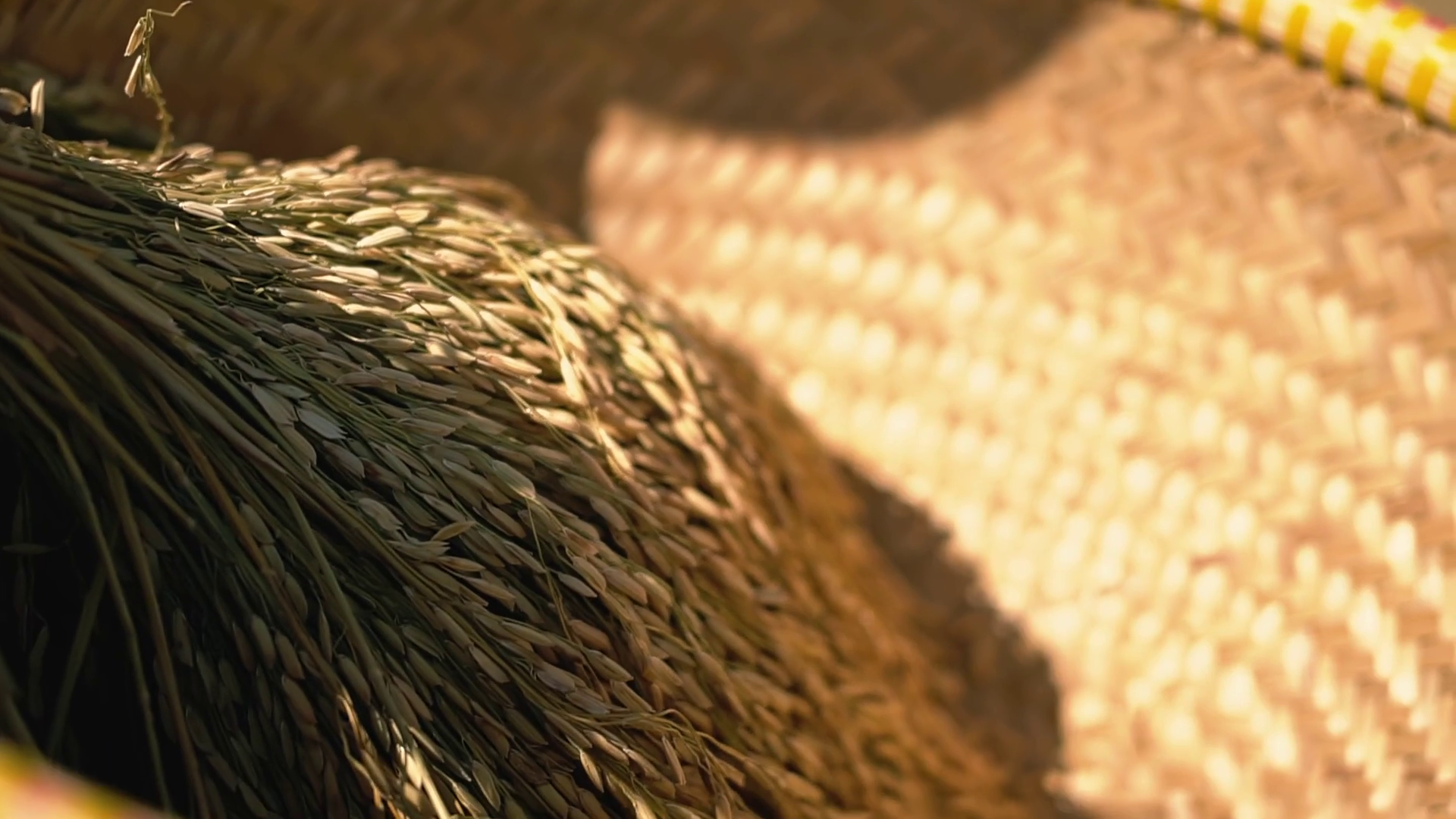Woven Basket Filled With Harvested Rice Stock Footage SBV-351860248 ...