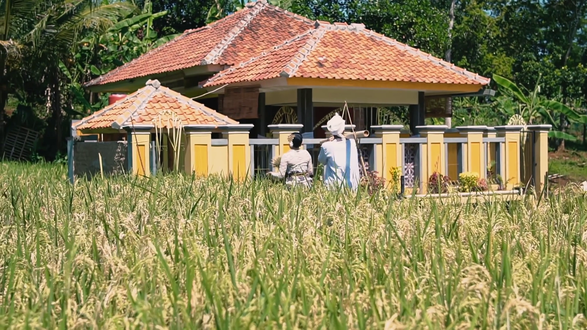 Traditional House In Lush Rice Fields Stock Footage SBV-351860284 ...