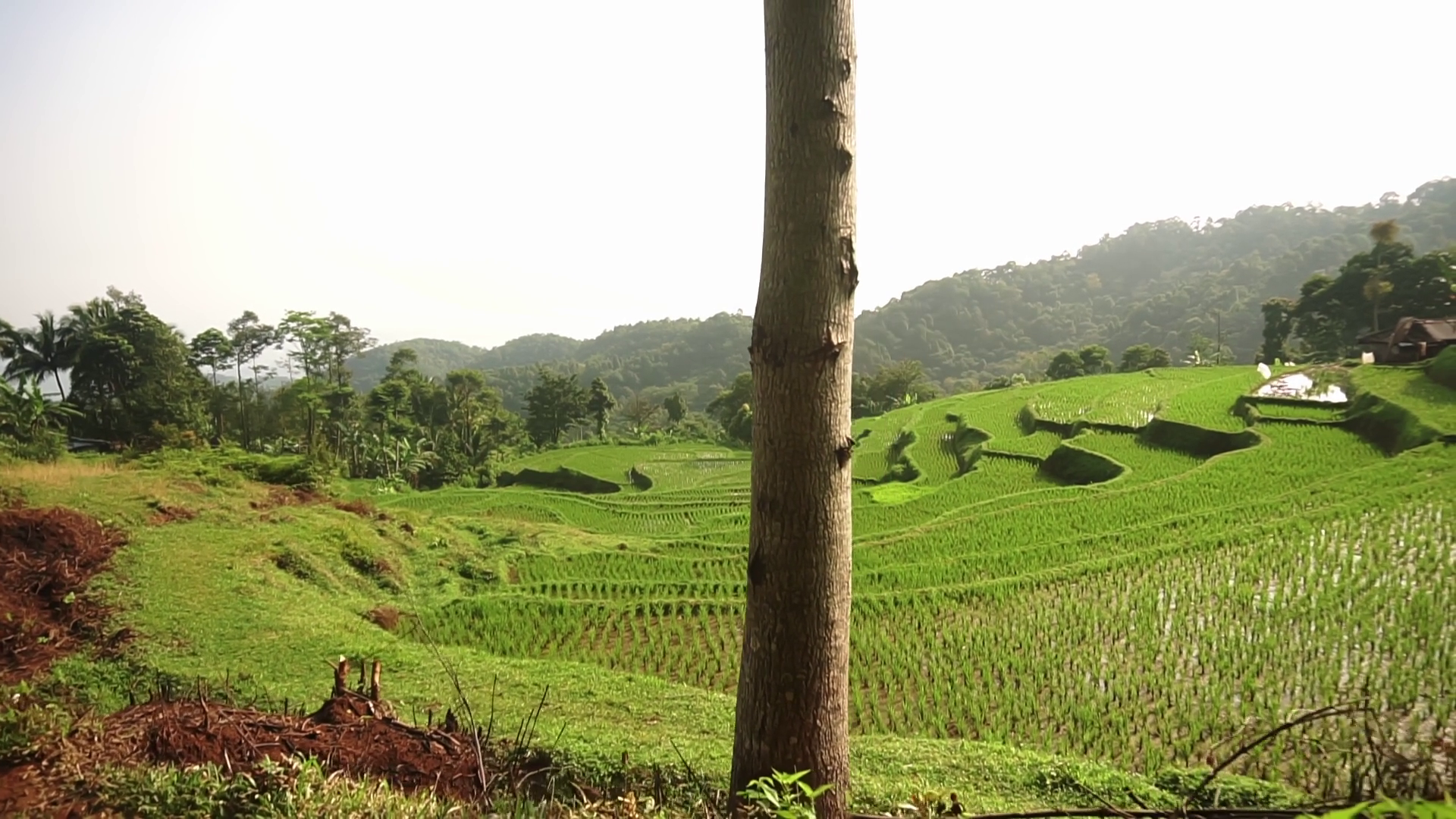 Lush Green Rice Terraces In Scenic Landscape Stock Footage SBV ...