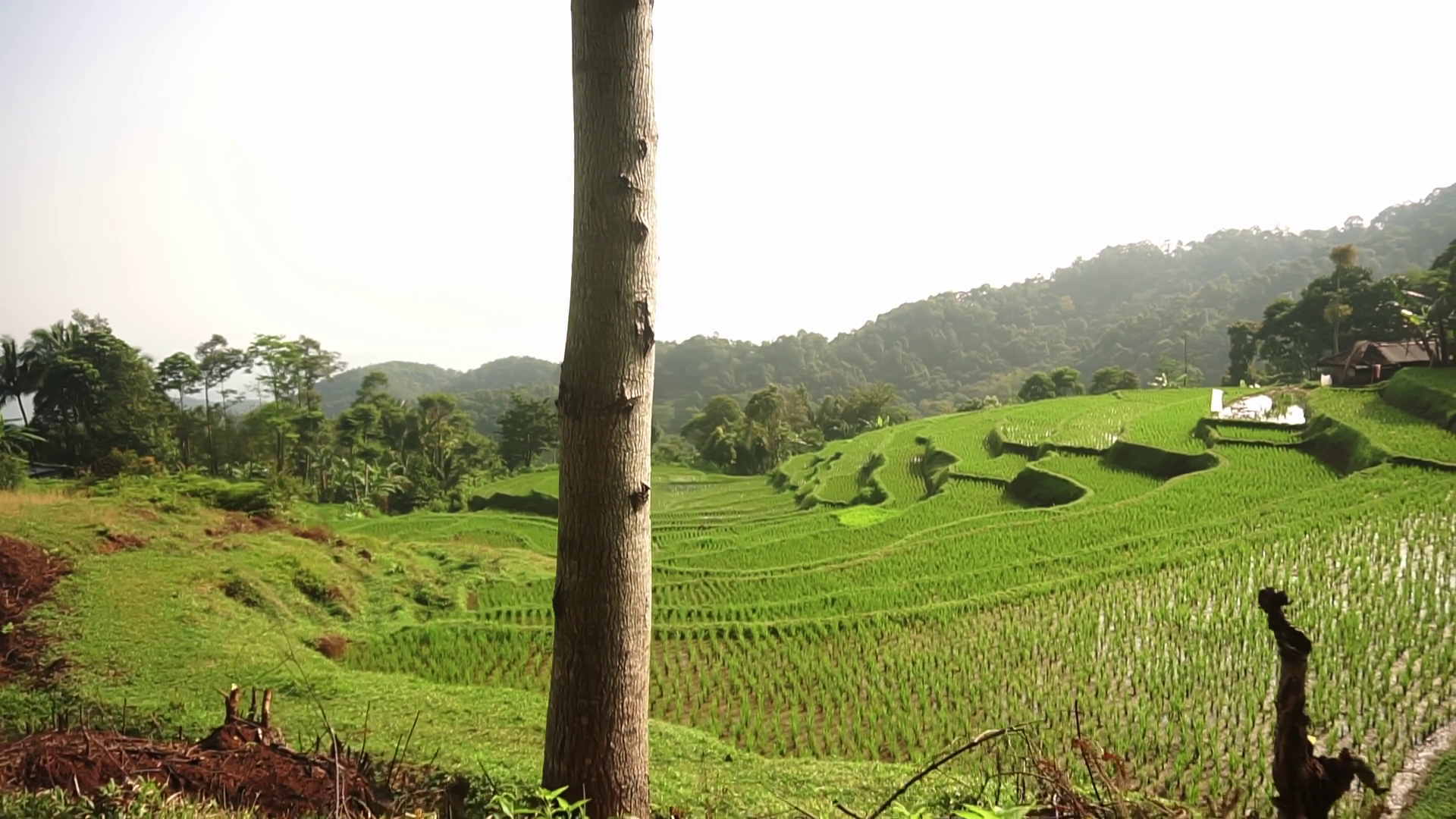 Lush Green Rice Terraces In Scenic Landscape Stock Footage SBV ...