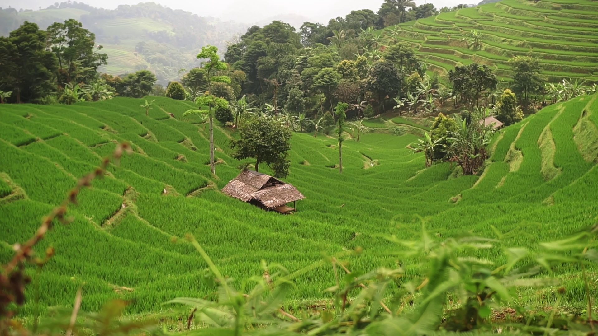 Lush Green Rice Terraces With Wooden Hut Stock Footage SBV-351967695 ...