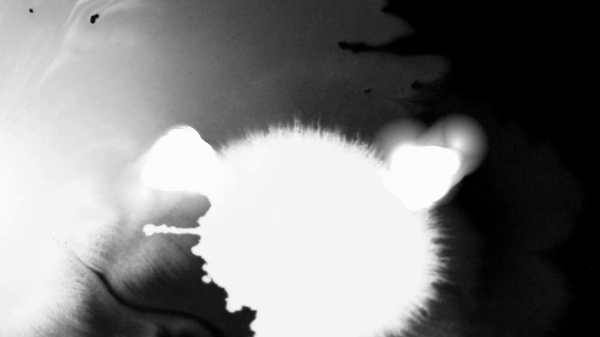 Paint Burn Ink Transition Stock Motion Graphics SBV305011665 Storyblocks