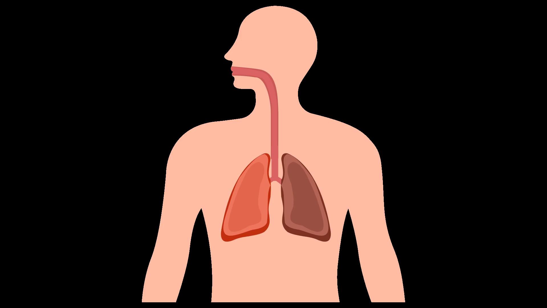 Damaged Lungs Human Body Respiratory System Stock Motion Graphics SBV ...