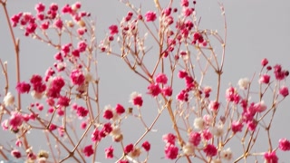 Gypsophila or baby's breath flowers Beautiful pink flower blooming with soft light. Selective focus. Spring holiday card background