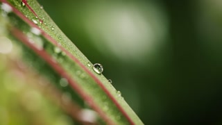 Macro close up of raindrops on green leaves