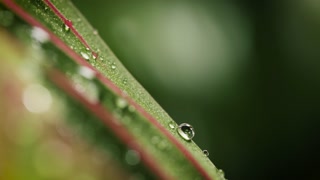 Macro close up of raindrops on green leaves