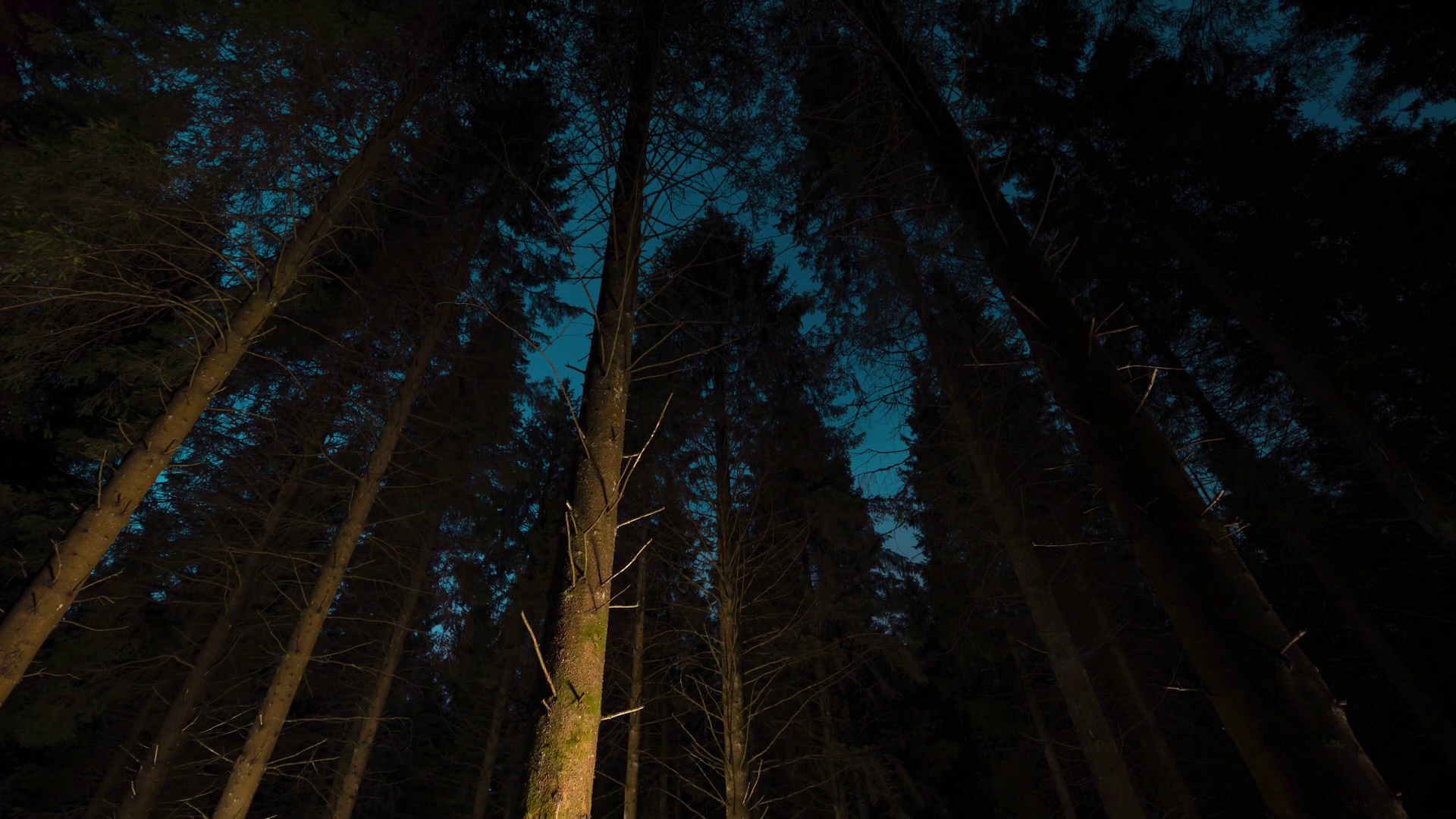 Forest Night Stock Footage: Royalty-Free Video Clips