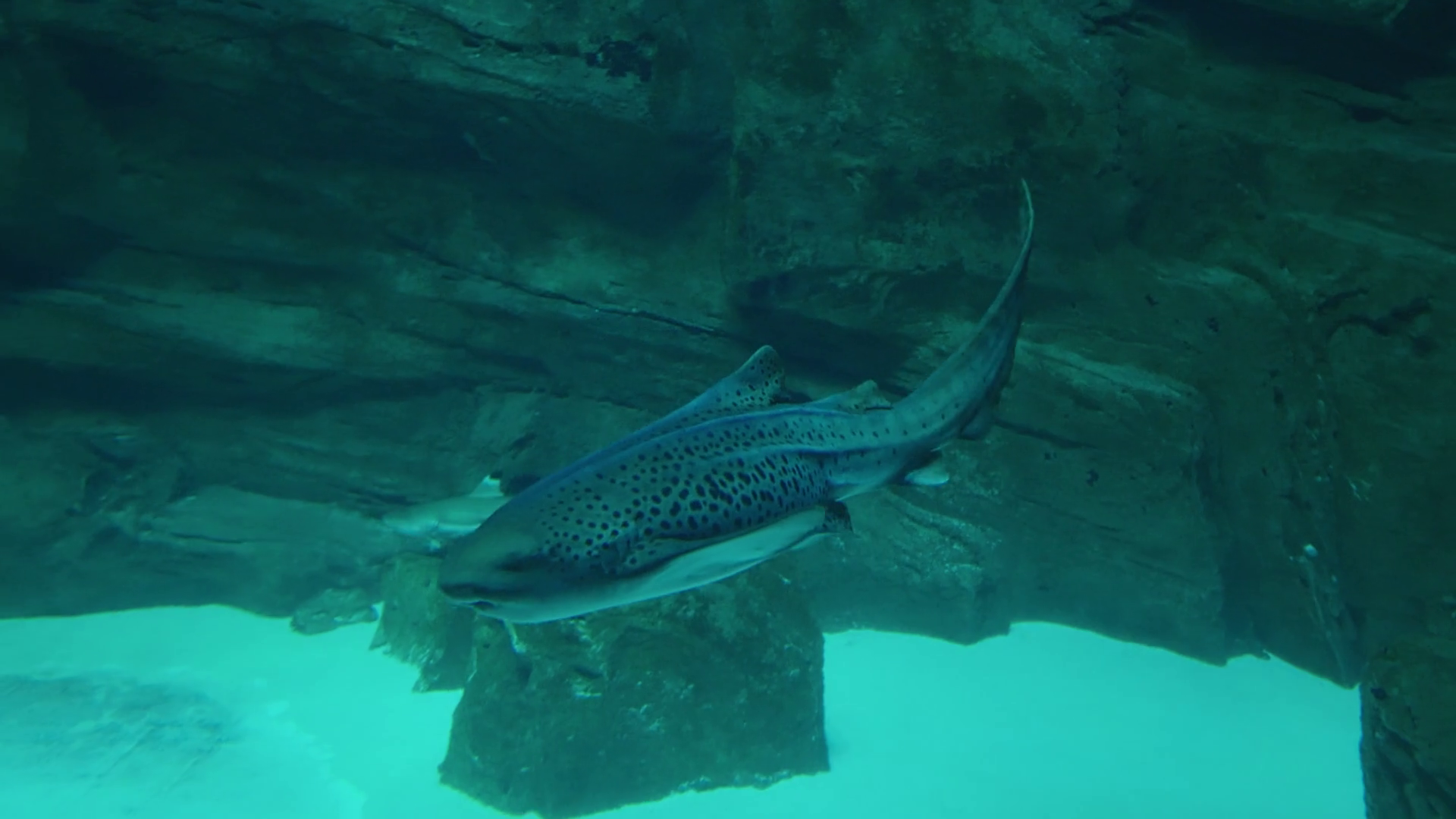 Underwater Life Of Spotted Fish Floating On Stock Footage SBV-352051813 ...