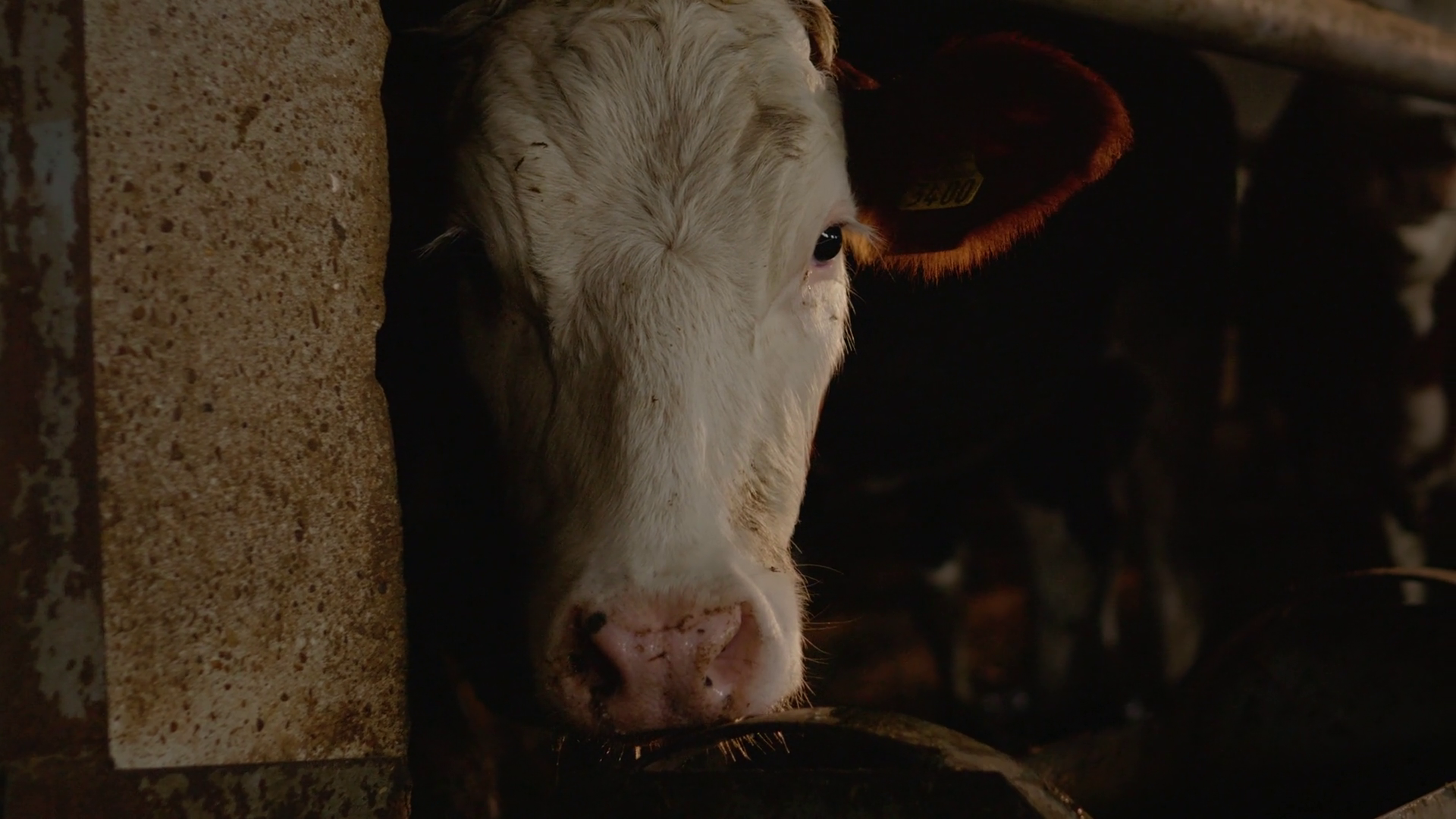 Cows Enjoy Mealtime At Farm Eating Grass Stock Footage SBV-351833660 ...