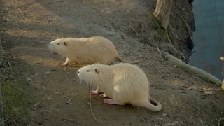 Two white nutria engage in playful behavior near the water on a sunny day at the farm. Their fur gleams brightly as they explore their surroundings, showcasing their natural curiosity.