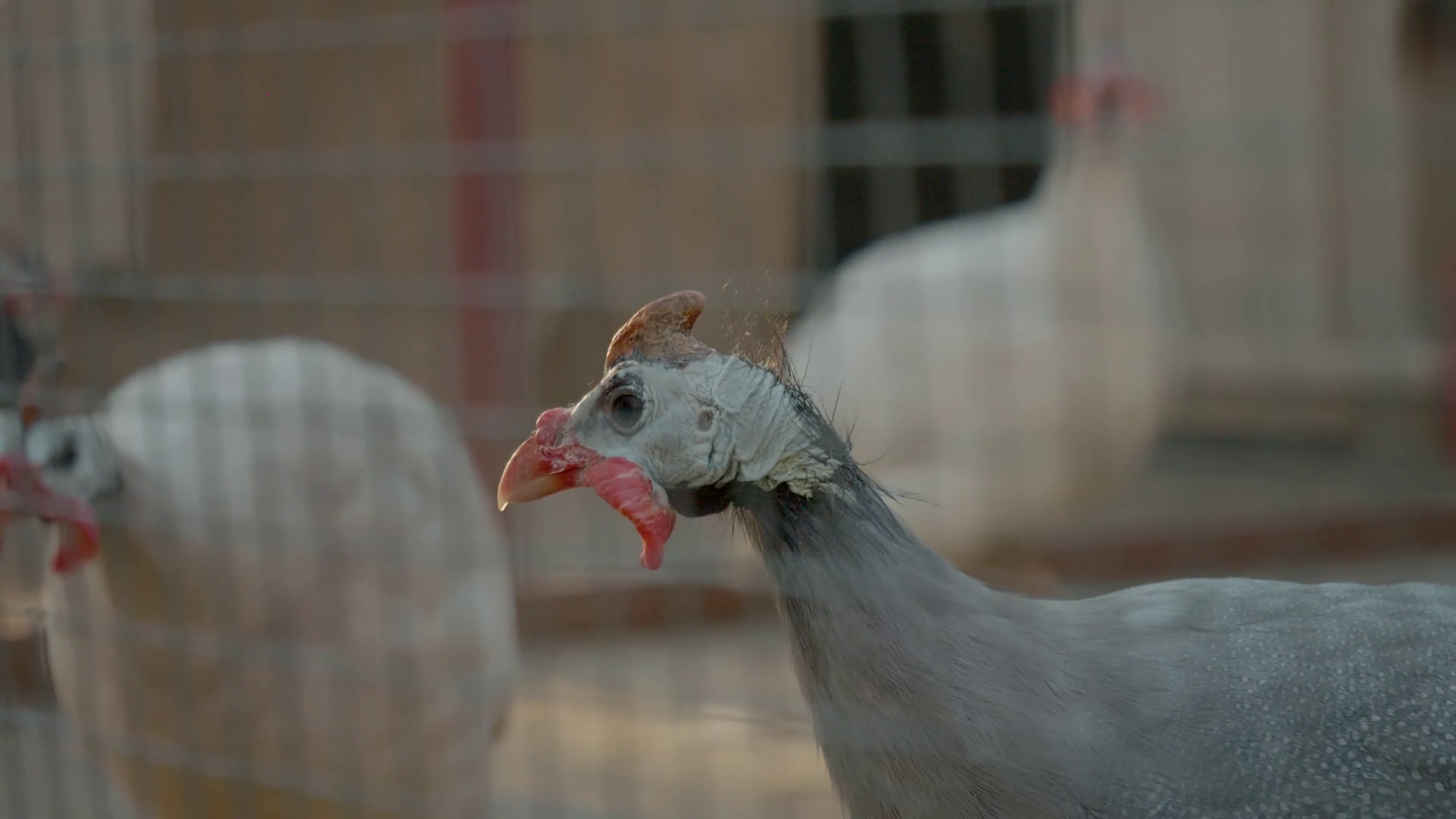 Guinea Fowl Wander Through Farm Displaying Stock Footage SBV-352055240 ...