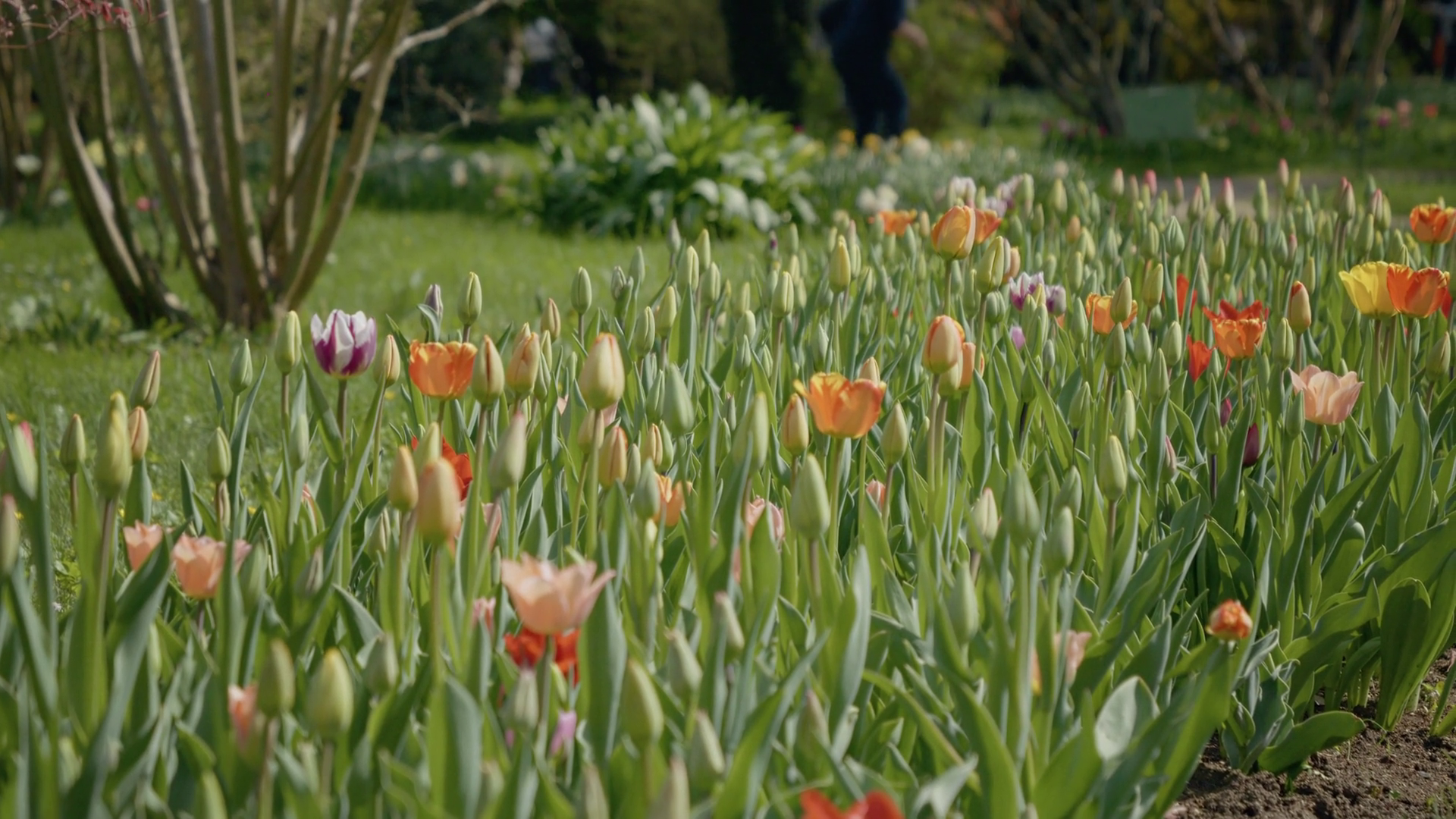 Explore Vibrant Garden Filled With Blooming Stock Footage SBV-352134841 ...