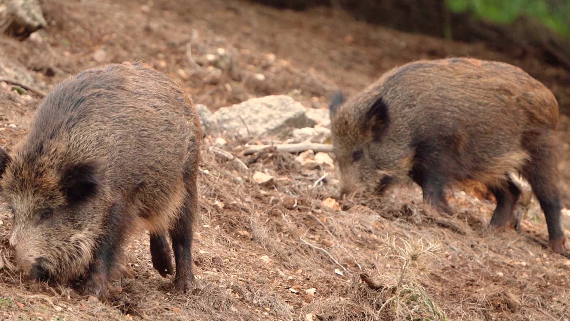 Two Wild Boars Foraging Digging Food In Stock Footage SBV-353641759 ...