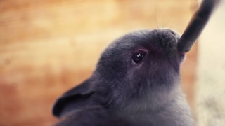 Little rabbit drinking water in cage at pet store.